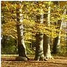 Baum&nbsp;&copy;&nbsp;Hansestadt Stade