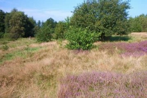 Halboff. Weidelandschaft 2 Halboff. Weidelandschaft 2 © Hansestadt Stade